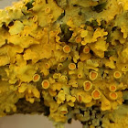 Common orange lichen