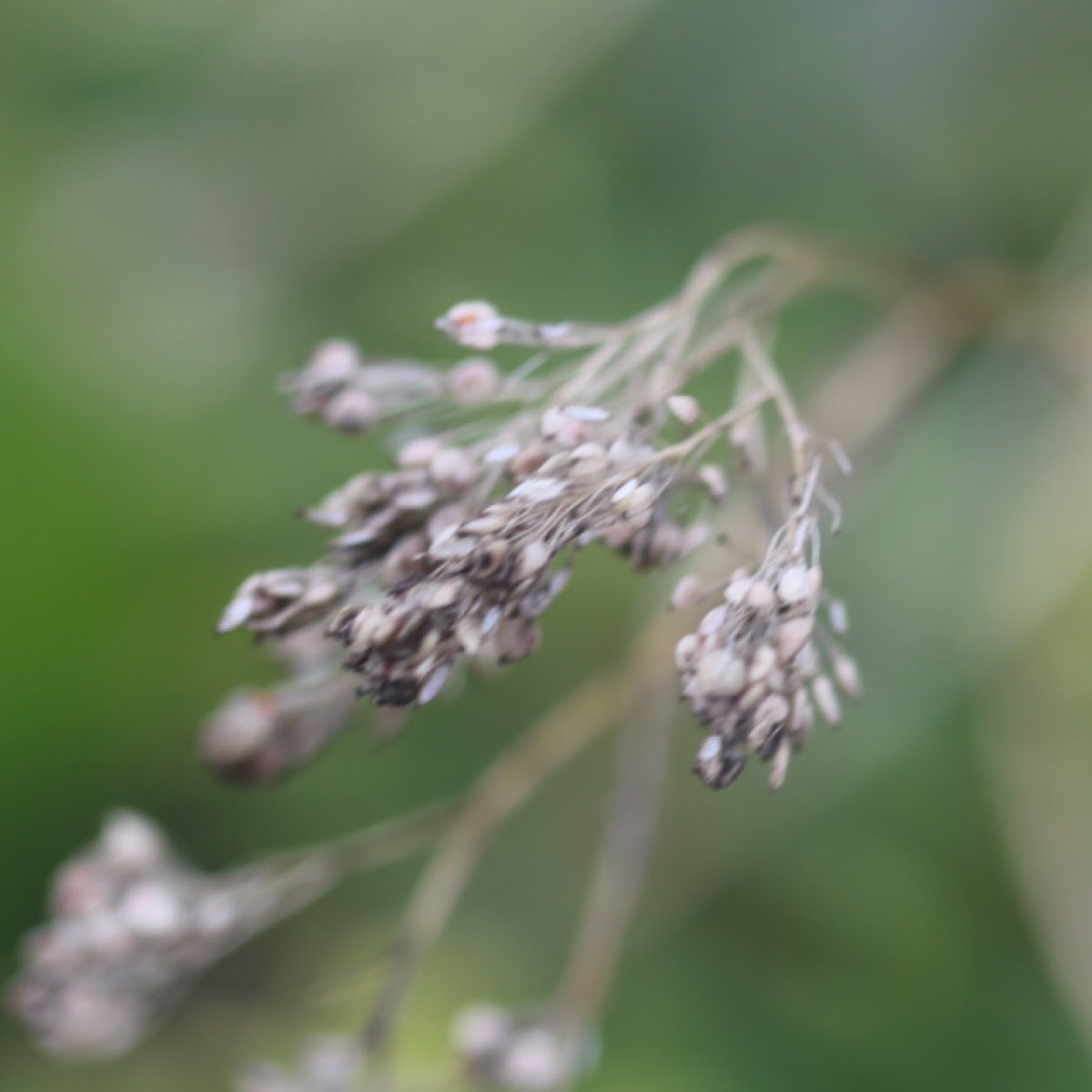 Hoary Cress