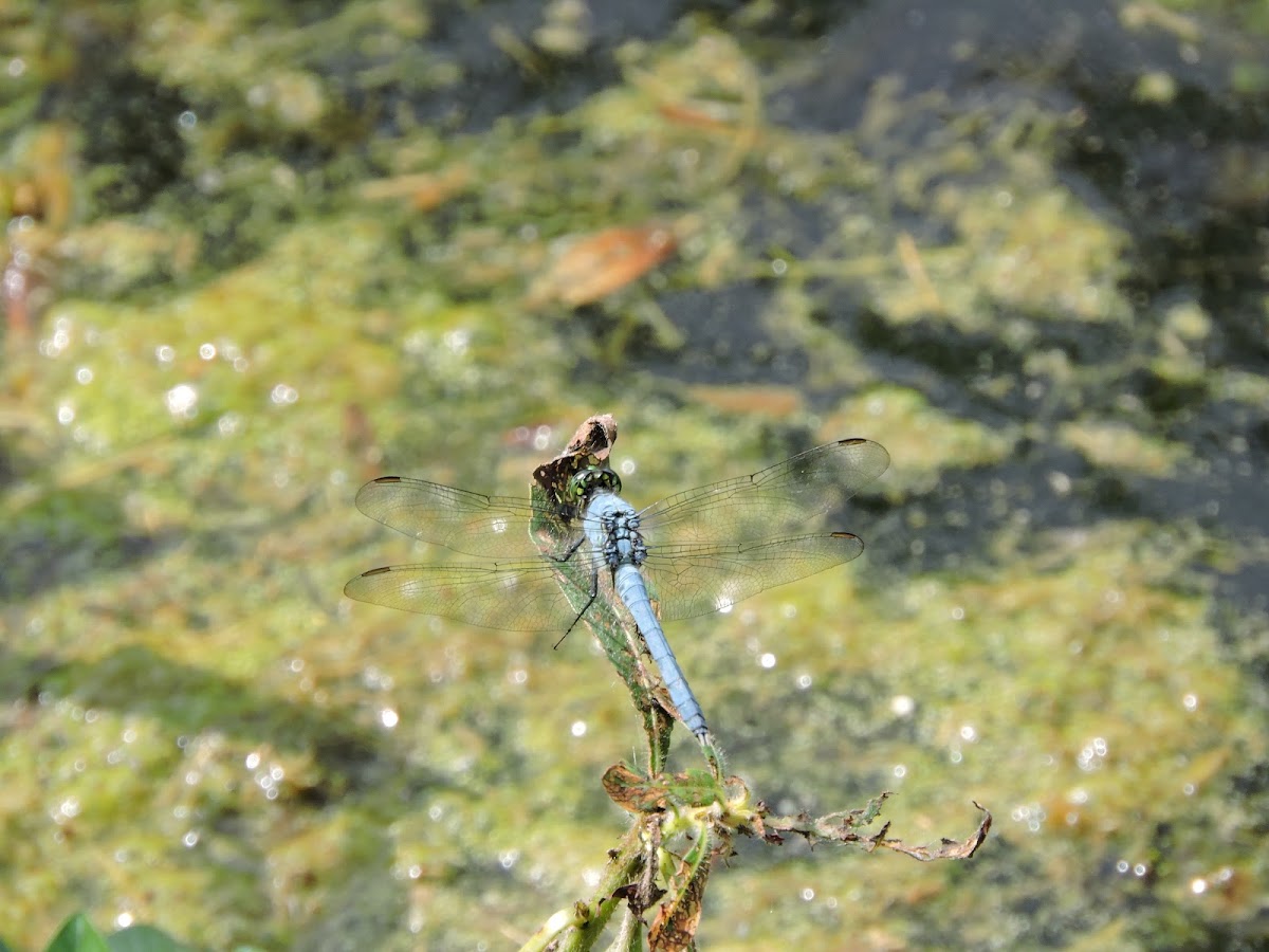 Eastern Pondhawk Dragonfly (male)