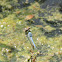 Eastern Pondhawk Dragonfly (male)