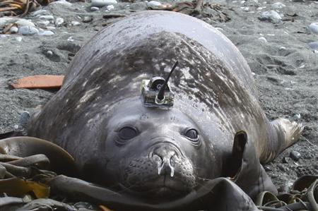 An elephant seal is seen fitted with a sensor device used to monitor where it hunts and eats, and to measure temperature, salinity and pressure of the ocean.