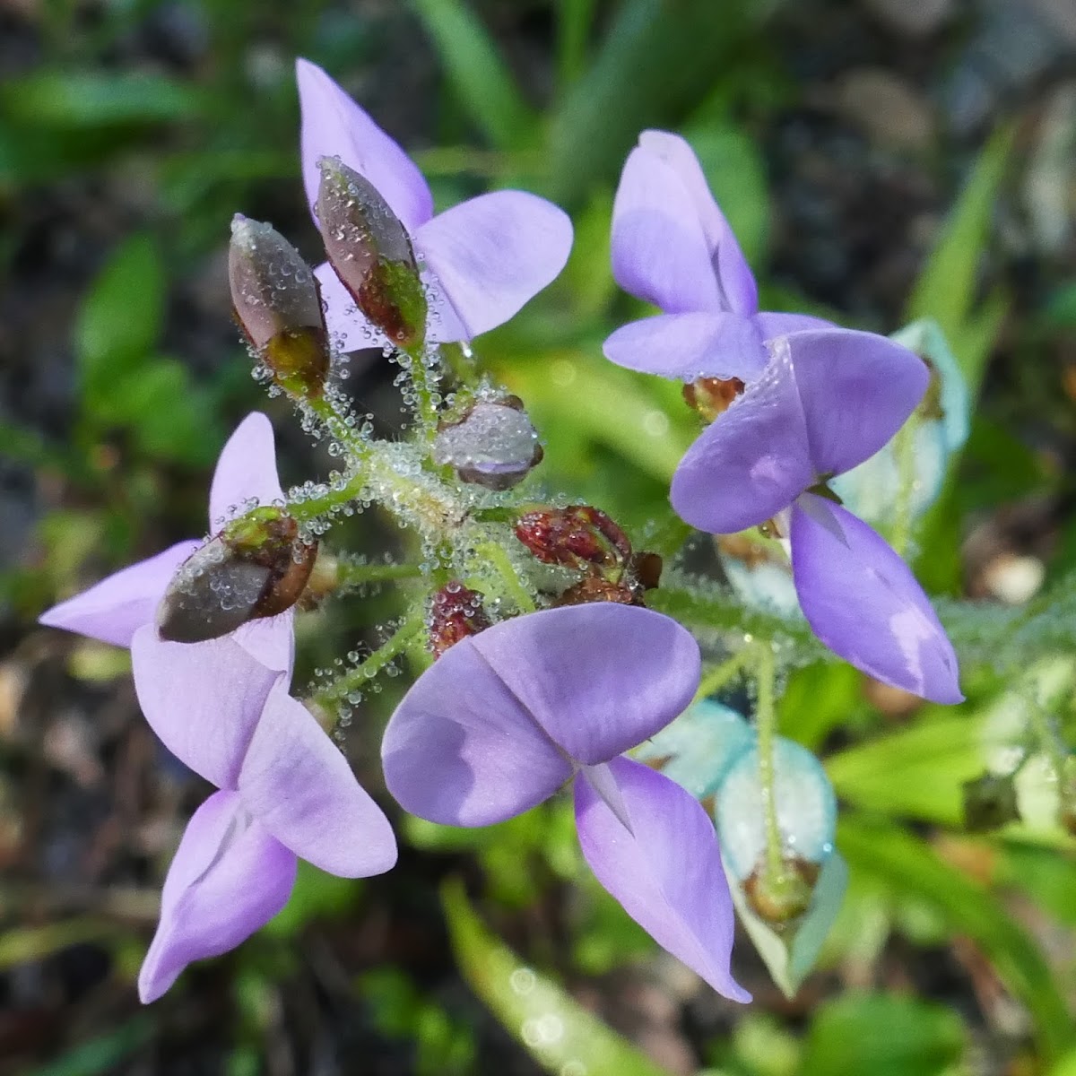 Pink Tephrosia