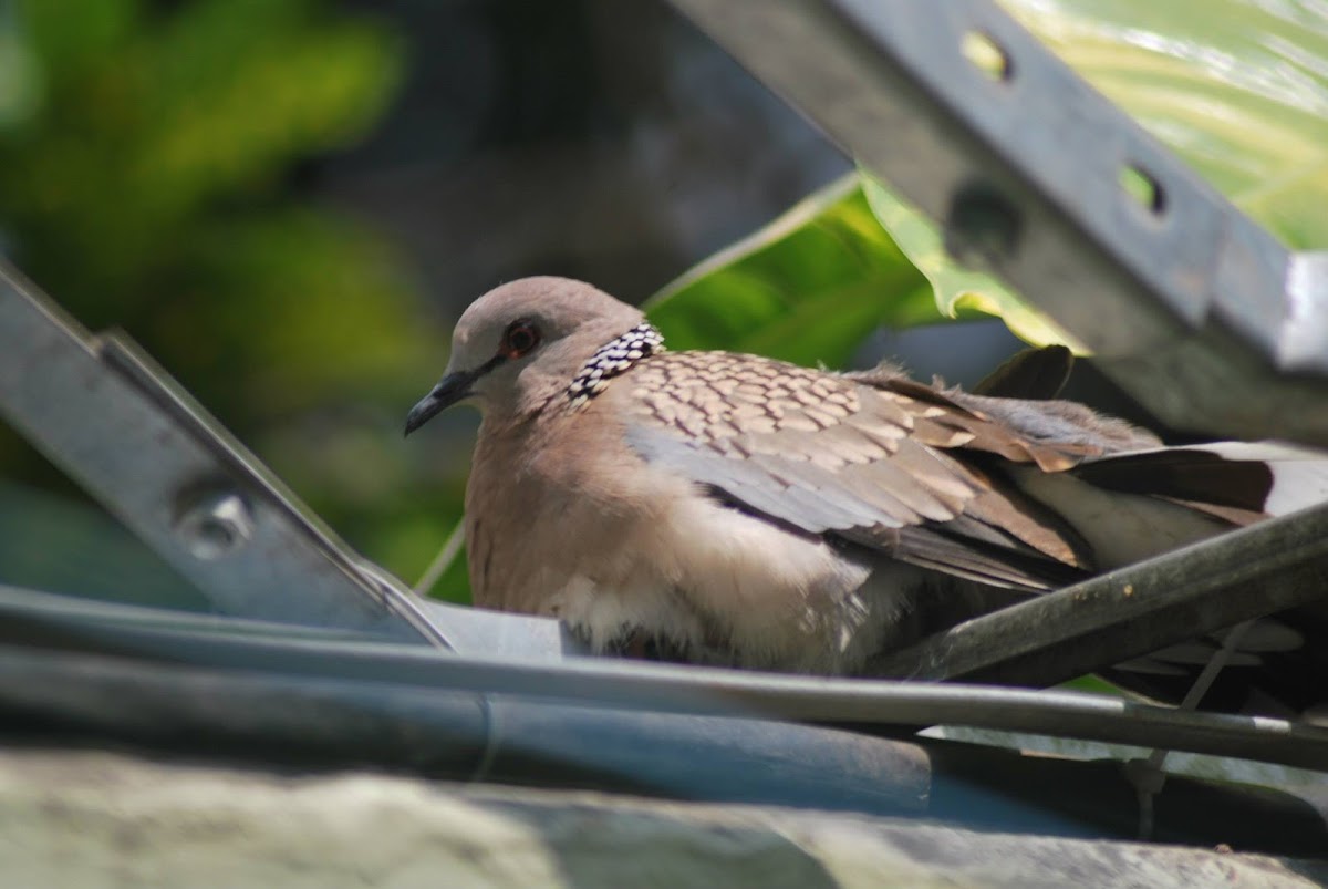 Spotted dove