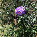 Silver-Spotted Skipper