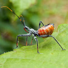 Wheel Bug