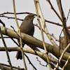 Dunnock