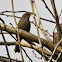 Dunnock