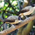 Blackcap babbler