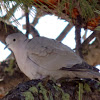 Eurasian Collared Dove