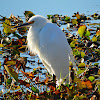 Snowy Egret