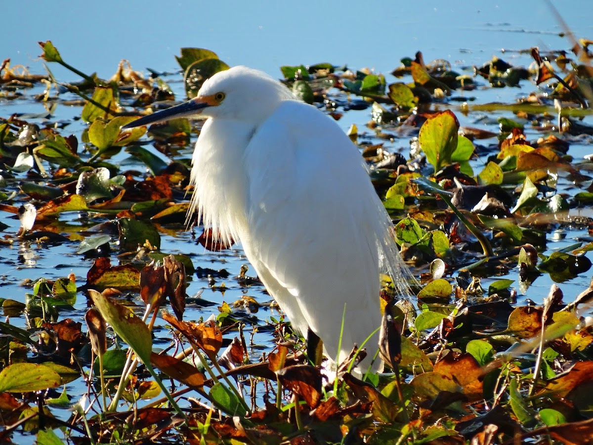 Snowy Egret