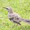 Long-Tailed Mockingbird