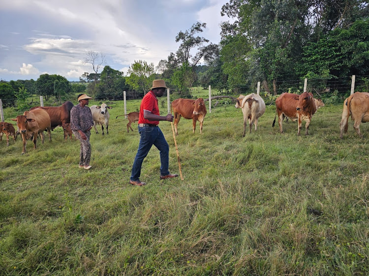 President William Ruto and first lady Mama Rachel Ruto looking after their cows at his farm in Trans Mara, Narok County over the weekend.