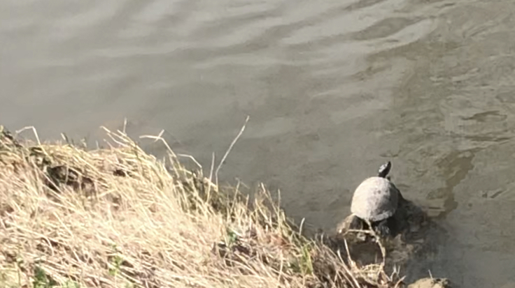 Map Turtle