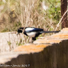 Magpie; Urraca