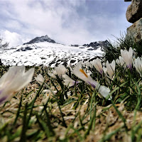 Fioritura di Crocus dopo l'ultima neve di 