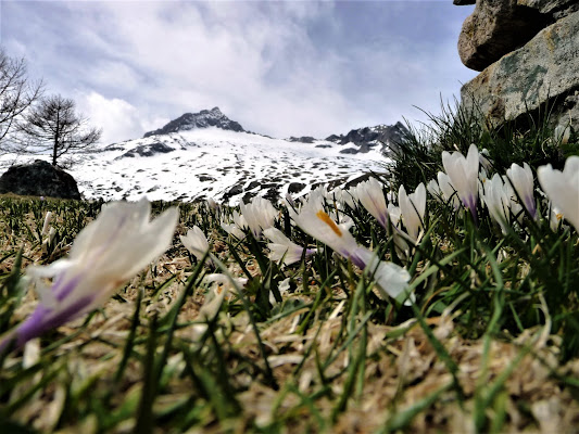 Fioritura di Crocus dopo l'ultima neve di Laucol