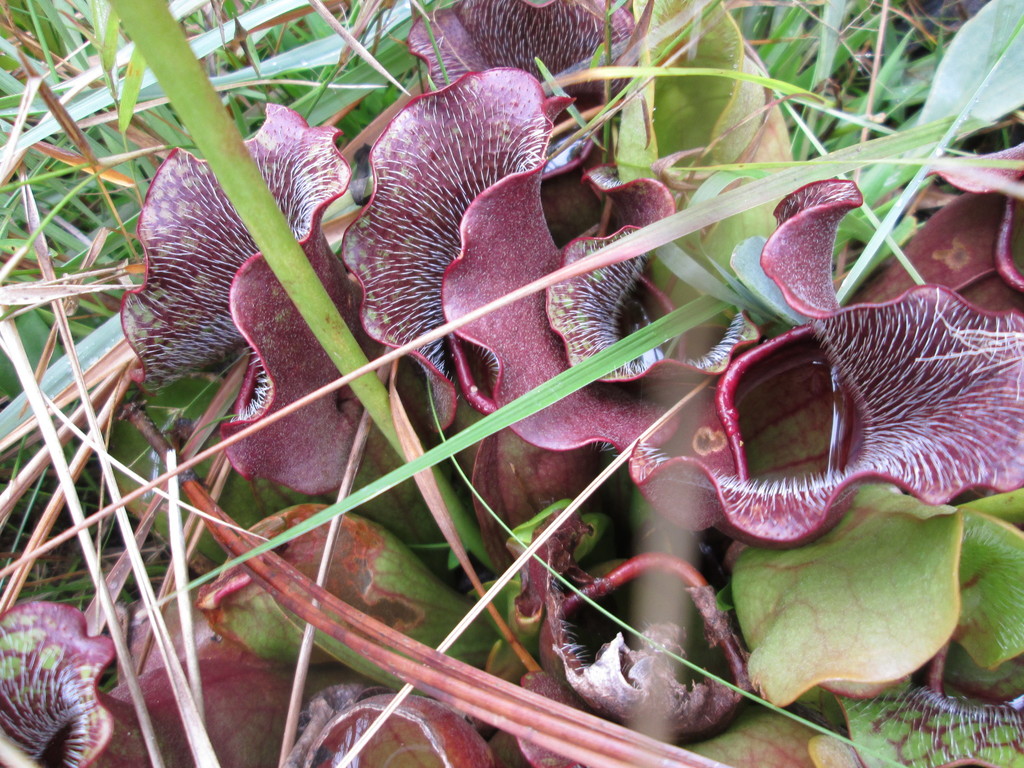 Purple Pitcher Plant