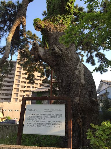 法橋の松