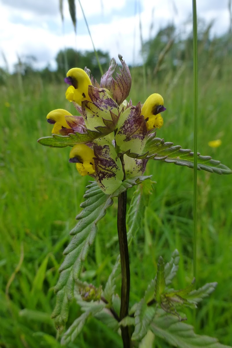 Greater Yellow Rattle