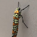 Ailanthus webworm moth