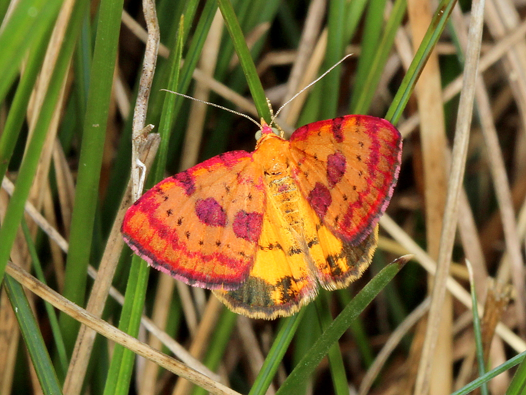 Ornate carpet moth