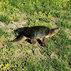 Common Snapping Turtle