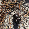 Florida Three Horned Beetle