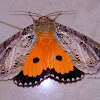 Fruit Sucking Moth