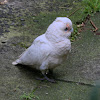 Little Corella