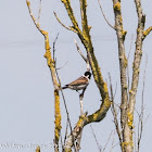 Reed Bunting