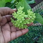 Green waxflower