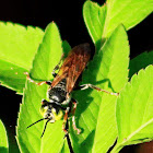 Green-eyed Wasp