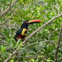 Fiery-billed Aracari