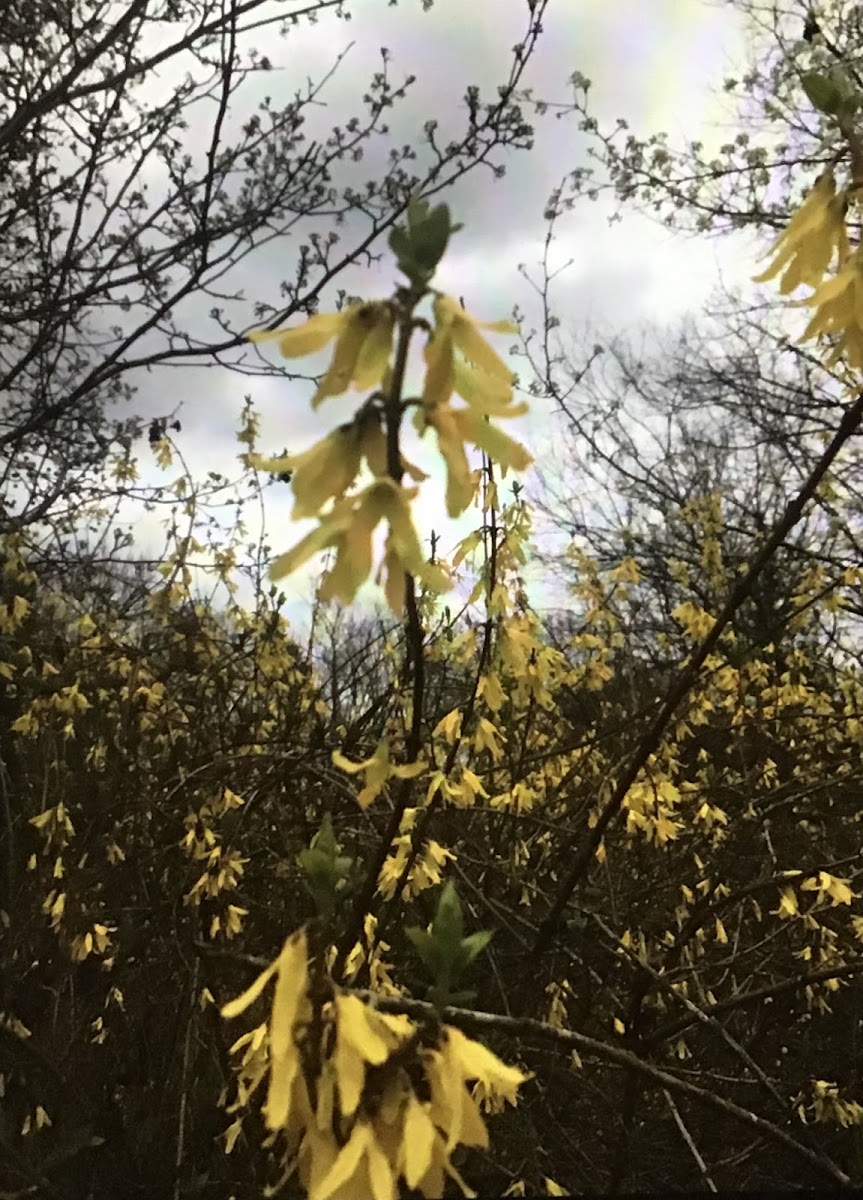 Golden groundsel