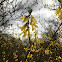 Golden groundsel