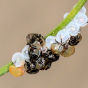 Shield Bug Nymphs