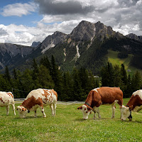 Il Pascolo di giannigalliphoto