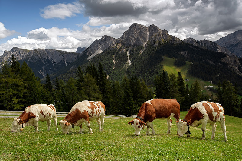 Il Pascolo di giannigalliphoto