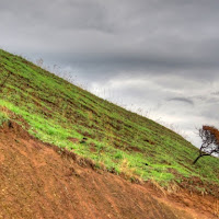 L'alberello obliquo di 