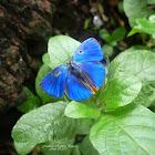 Zebra-Striped hairstreak