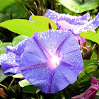 Blue morning glory