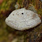 True Tinder Polypore