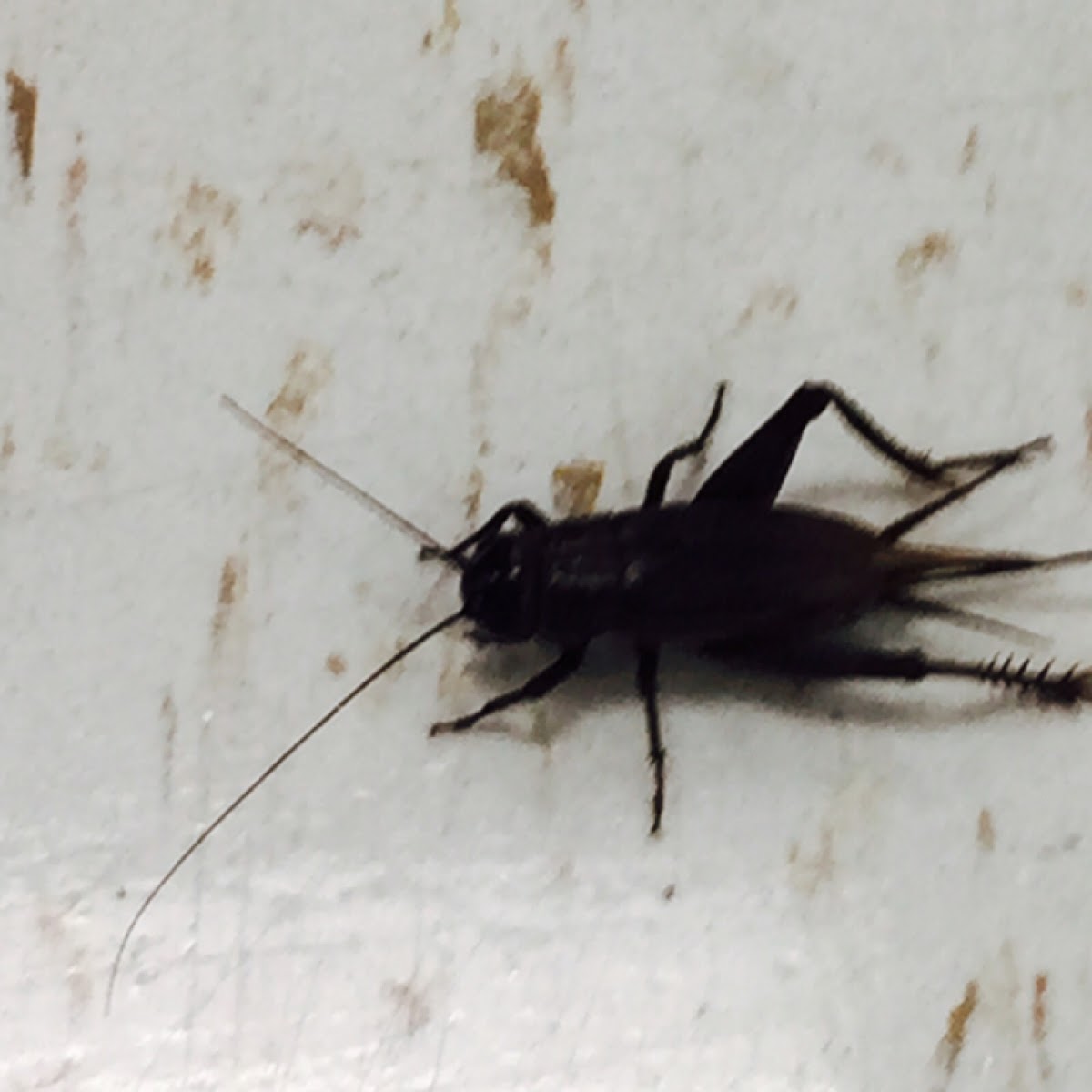 Field Cricket