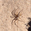 Fishing spider