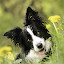 Border Collie Hot Dog HD New Tabs Theme