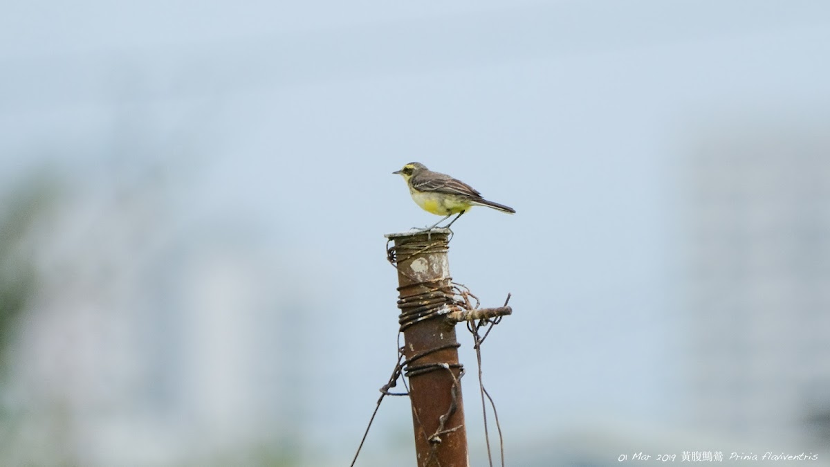 Motacilla flava taivana 黃眉黃鶺鴒