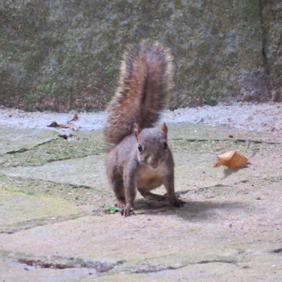 Atlantic forest squirrel