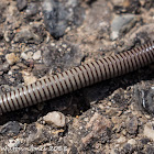 Pill Millipede