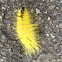 American dagger moth